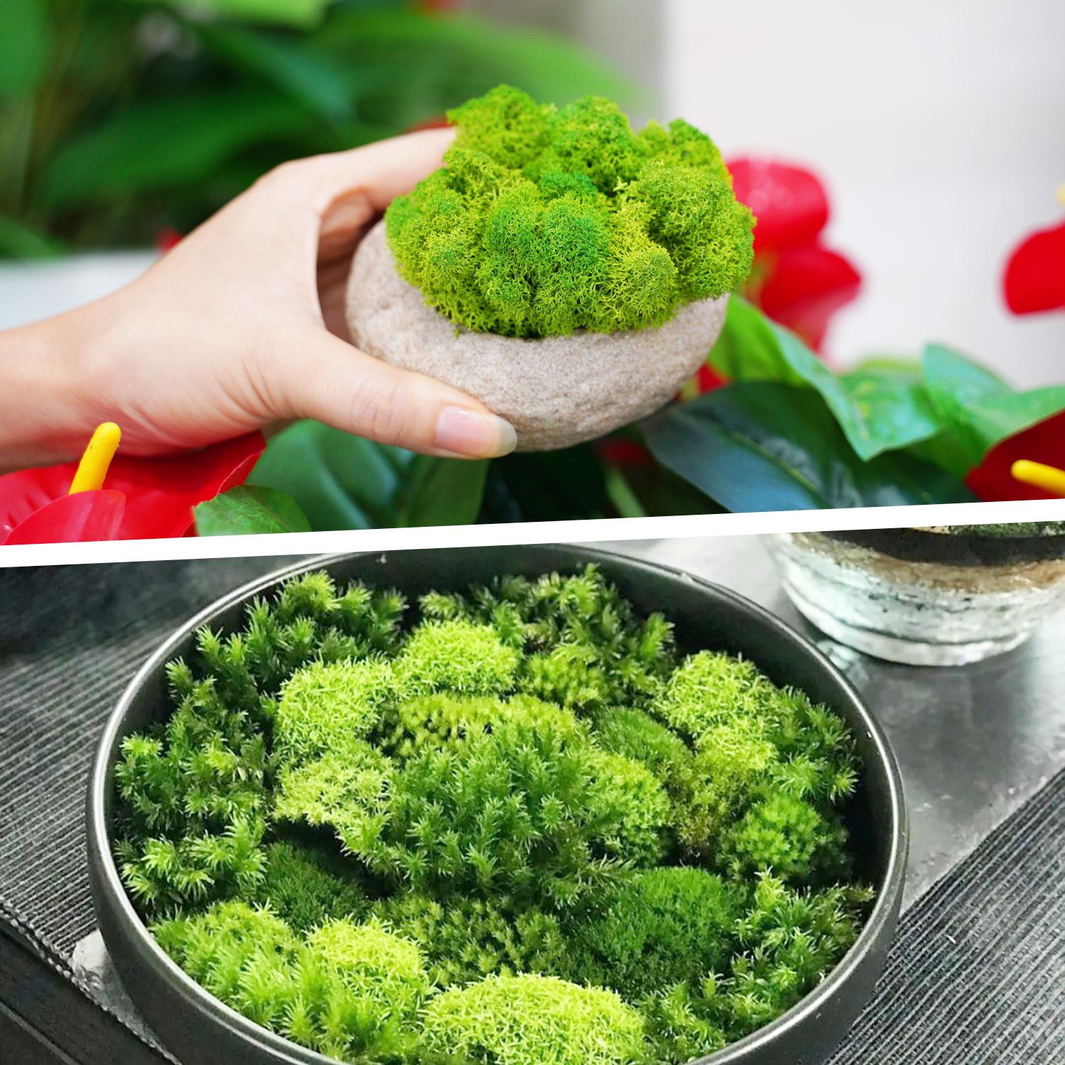Artificial Green Plants Eterna – Terrarium Moss Art Bewertung und Preis