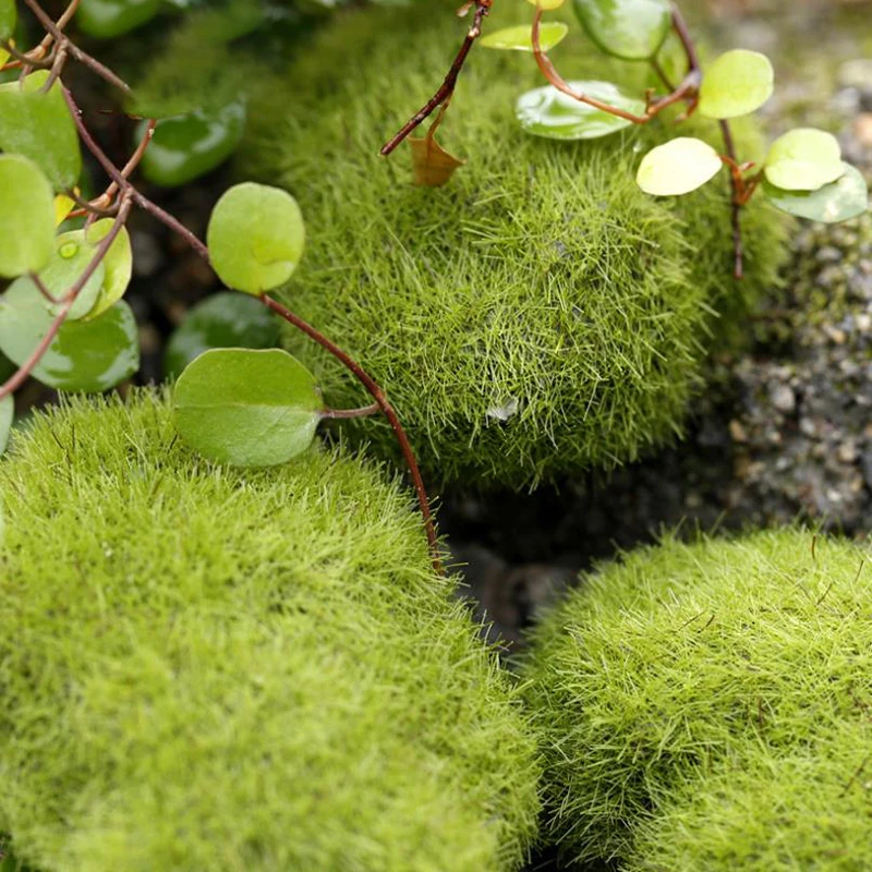 4Pcs Micro Landscape Artificia – Terrarium Moss Art Bewertung und Preis