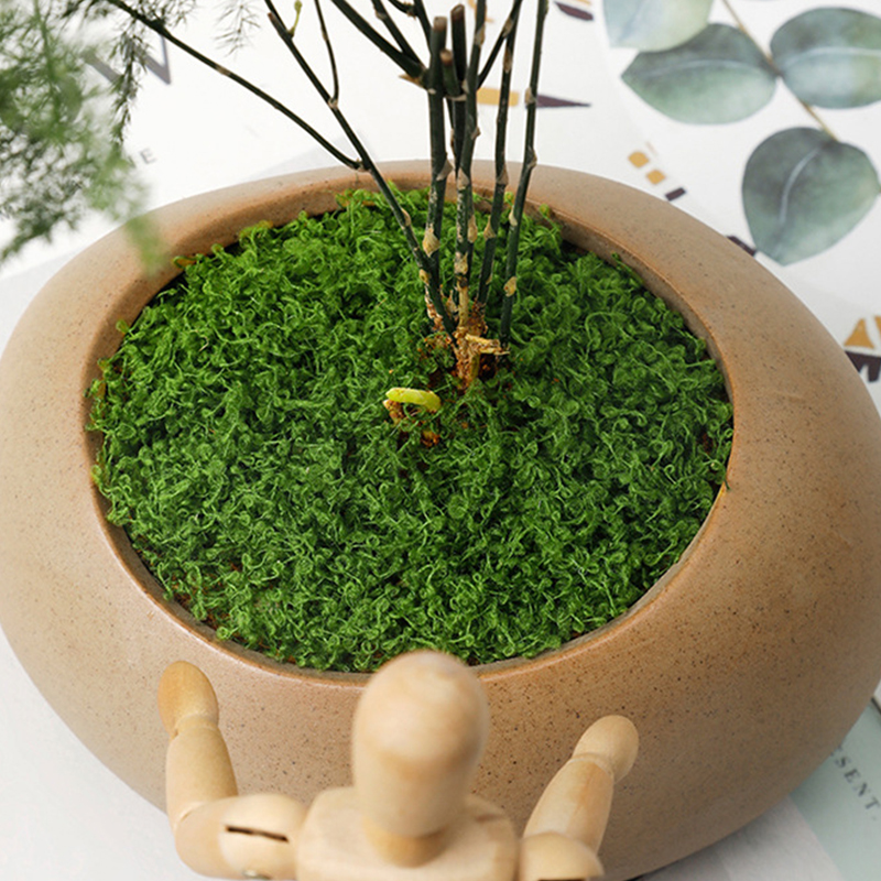 about 20g Artificial Green Pla – Terrarium Moss Art Bewertung und Preis