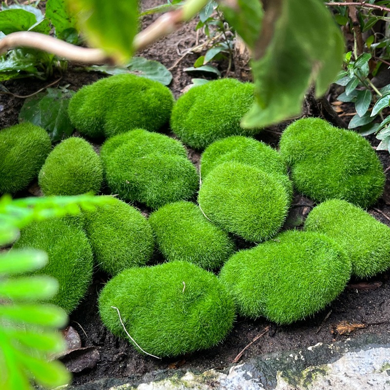 5/30pcs Simulation Moss Stone  – Terrarium Moss Art Bewertung und Preis