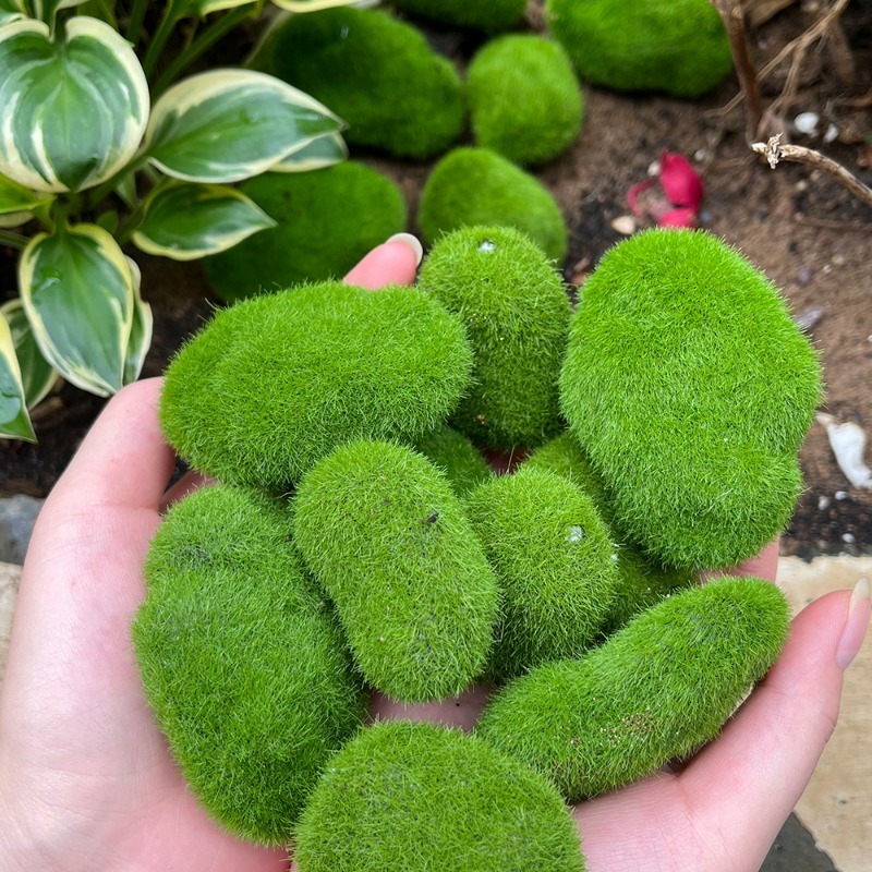 5/30pcs Simulation Moss Stone  – Terrarium Moss Art Bewertung und Preis