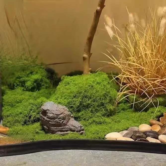 200g Eternal Life Moss DIY Cra – Terrarium Moss Art Bewertung und Preis