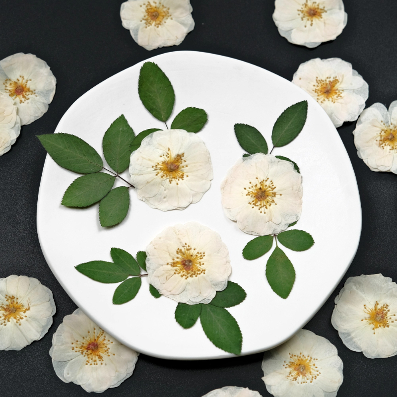 6pcs,9pcs,Nature White Rose Pr – Dried Flower Bulk Bewertung und Preis