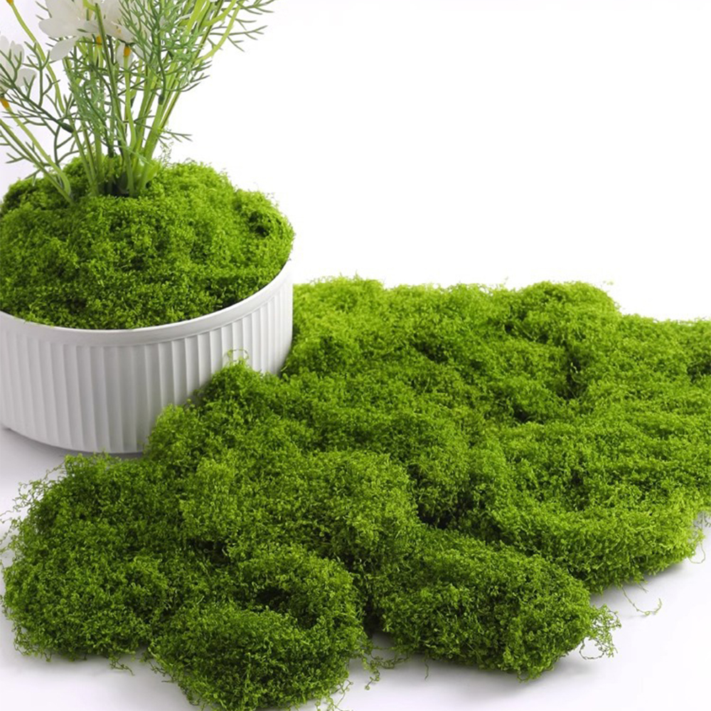 20/40/100g Eternal Life Moss D – Terrarium Moss Art Bewertung und Preis