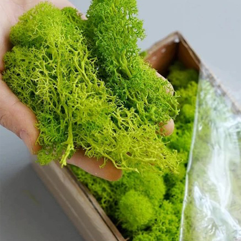 20/40/100g Eternal Life Moss D – Terrarium Moss Art Bewertung und Preis