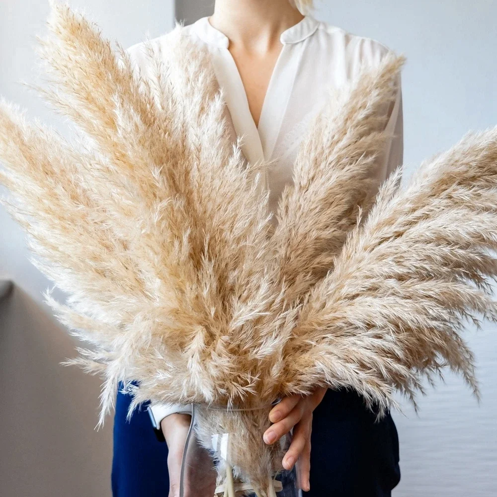 120cm - 130cm Fluffy Large Pam – Dried Flower Bulk Bewertung und Preis