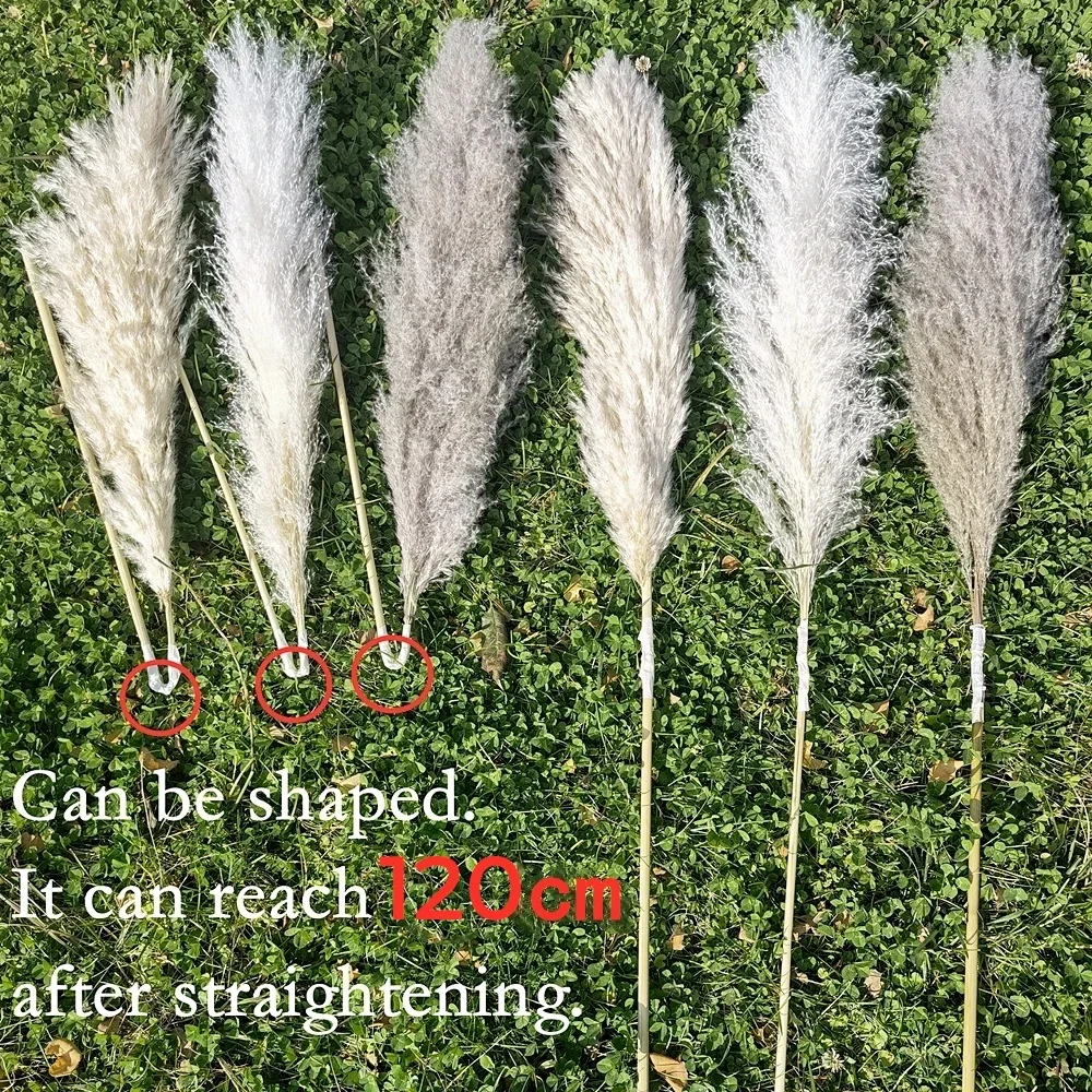 120cm - 130cm Fluffy Large Pam – Dried Flower Bulk Bewertung und Preis
