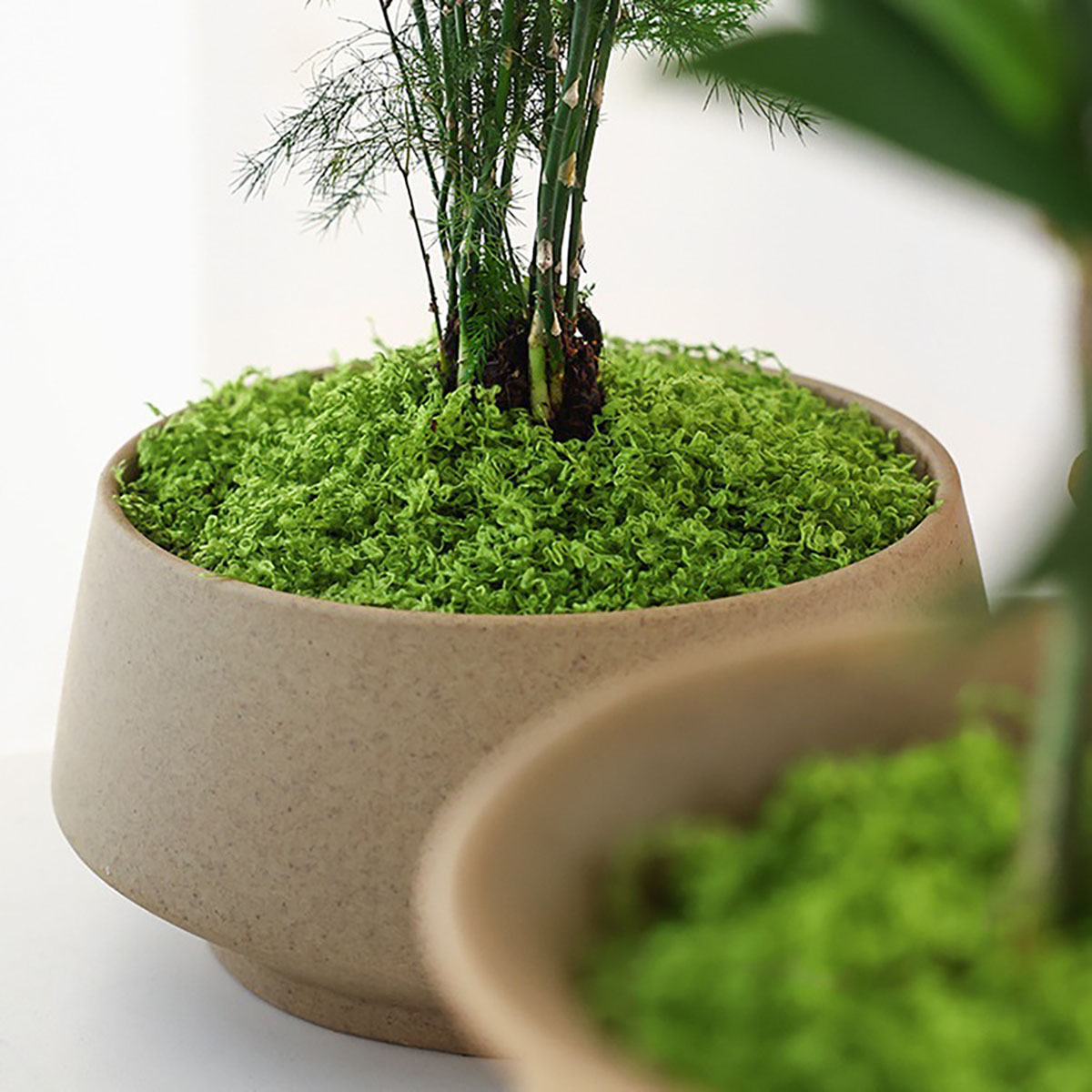 about 20g Artificial Green Pla – Terrarium Moss Art Bewertung und Preis