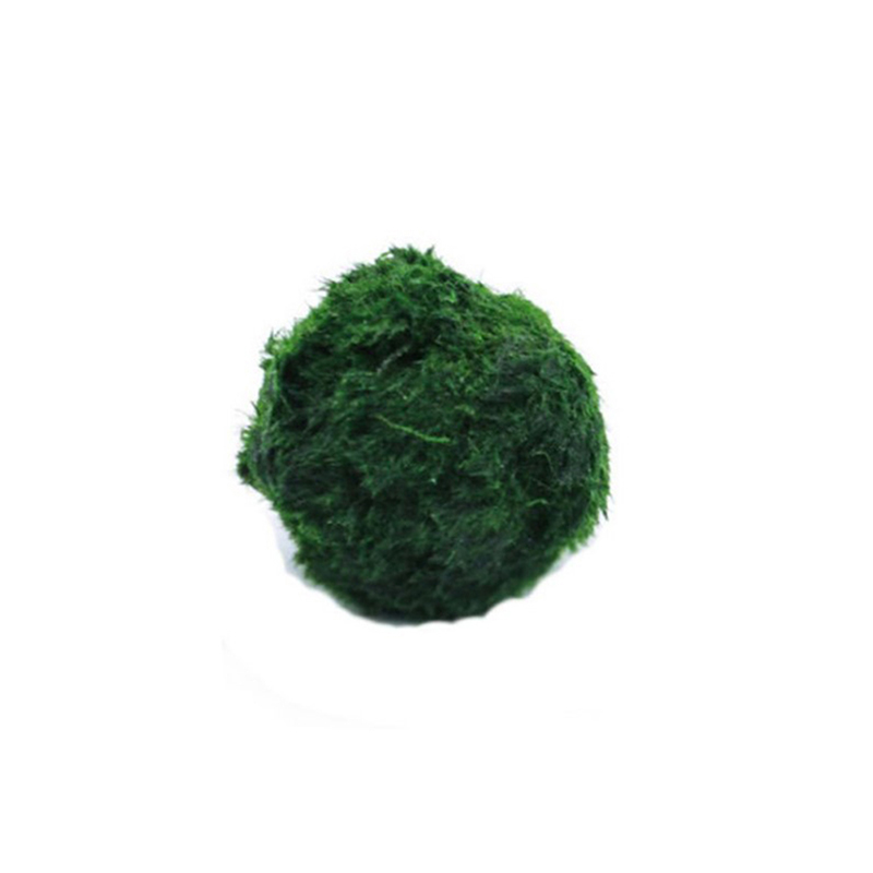 Marimo Moss Balls Live Aquariu – Terrarium Moss Art Bewertung und Preis