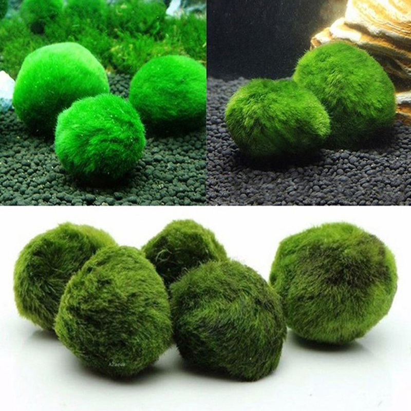 Marimo Moss Balls Live Aquariu – Terrarium Moss Art Bewertung und Preis