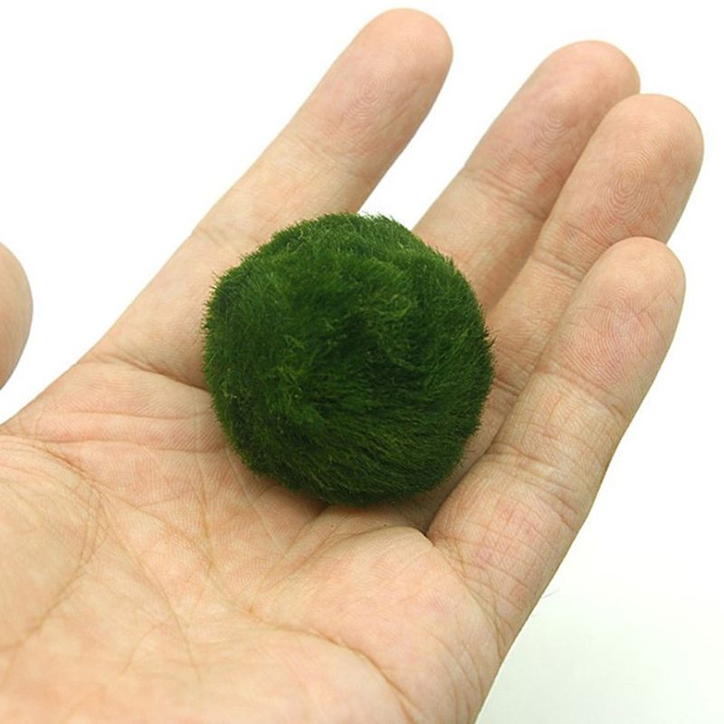 Marimo Moss Balls Live Aquariu – Terrarium Moss Art Bewertung und Preis