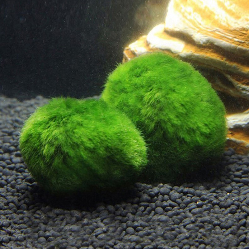 Marimo Moss Balls Live Aquariu – Terrarium Moss Art Bewertung und Preis