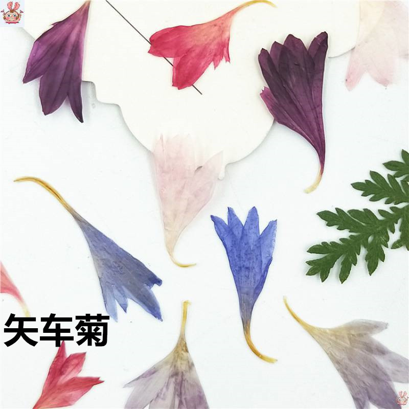 20 Plant Specimens, Cornflower – Resin Jewelry Kit Bewertung und Preis