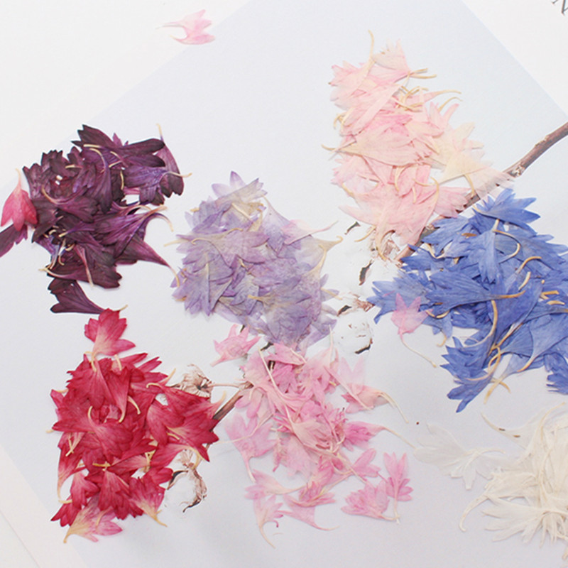 20 Plant Specimens, Cornflower – Resin Jewelry Kit Bewertung und Preis
