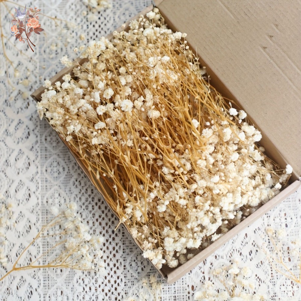 100pcs Mini Dried Baby's Breat – Dried Flower Bulk Bewertung und Preis