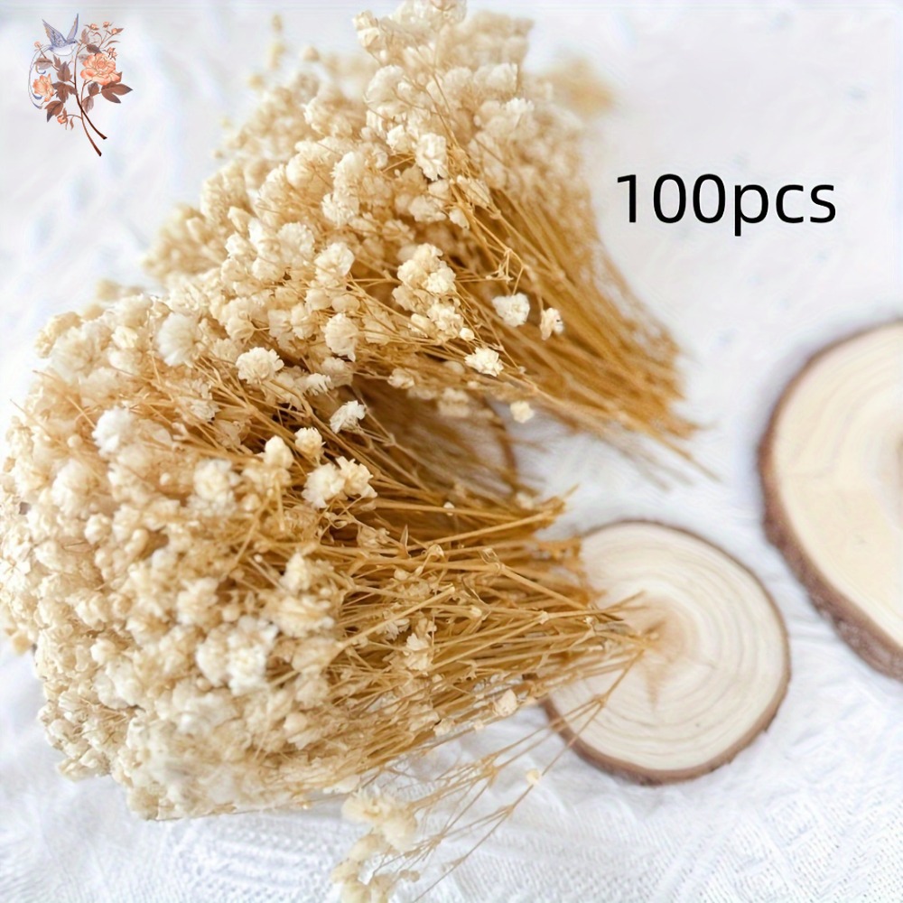 100pcs Mini Dried Baby's Breat – Dried Flower Bulk Bewertung und Preis